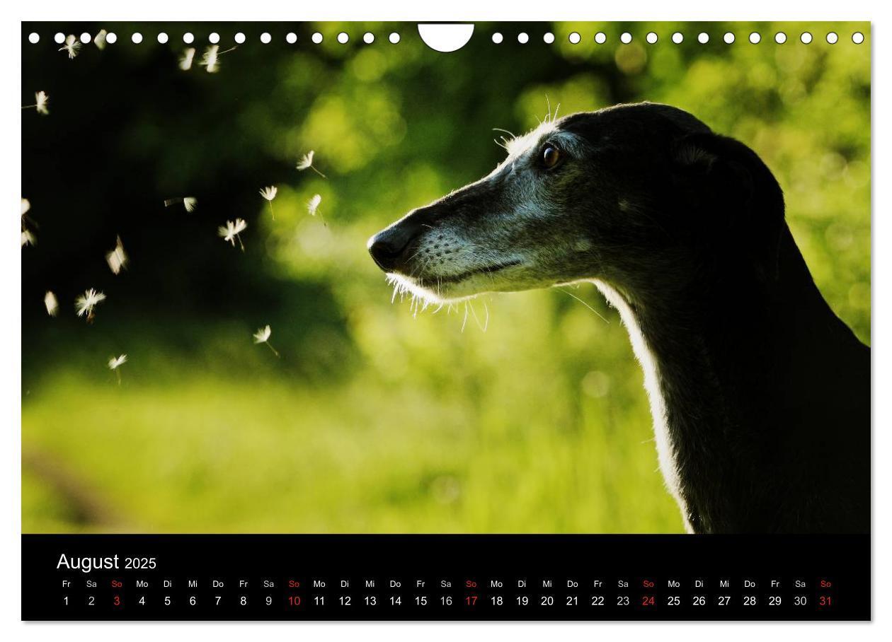 Bild: 9783435776092 | Der Windhundekalender (Wandkalender 2025 DIN A4 quer), CALVENDO...