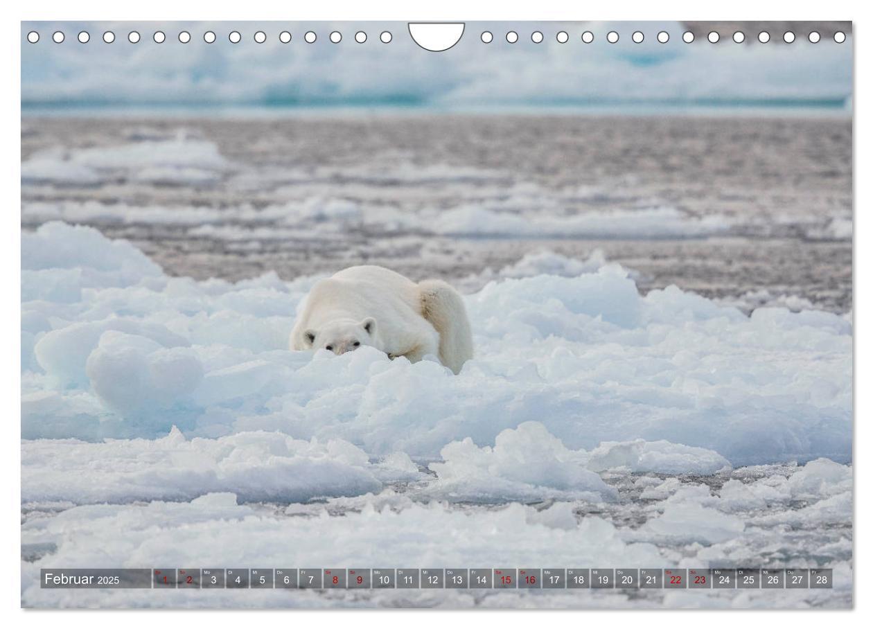 Bild: 9783435305360 | Svalbard-Momente (Wandkalender 2025 DIN A4 quer), CALVENDO...