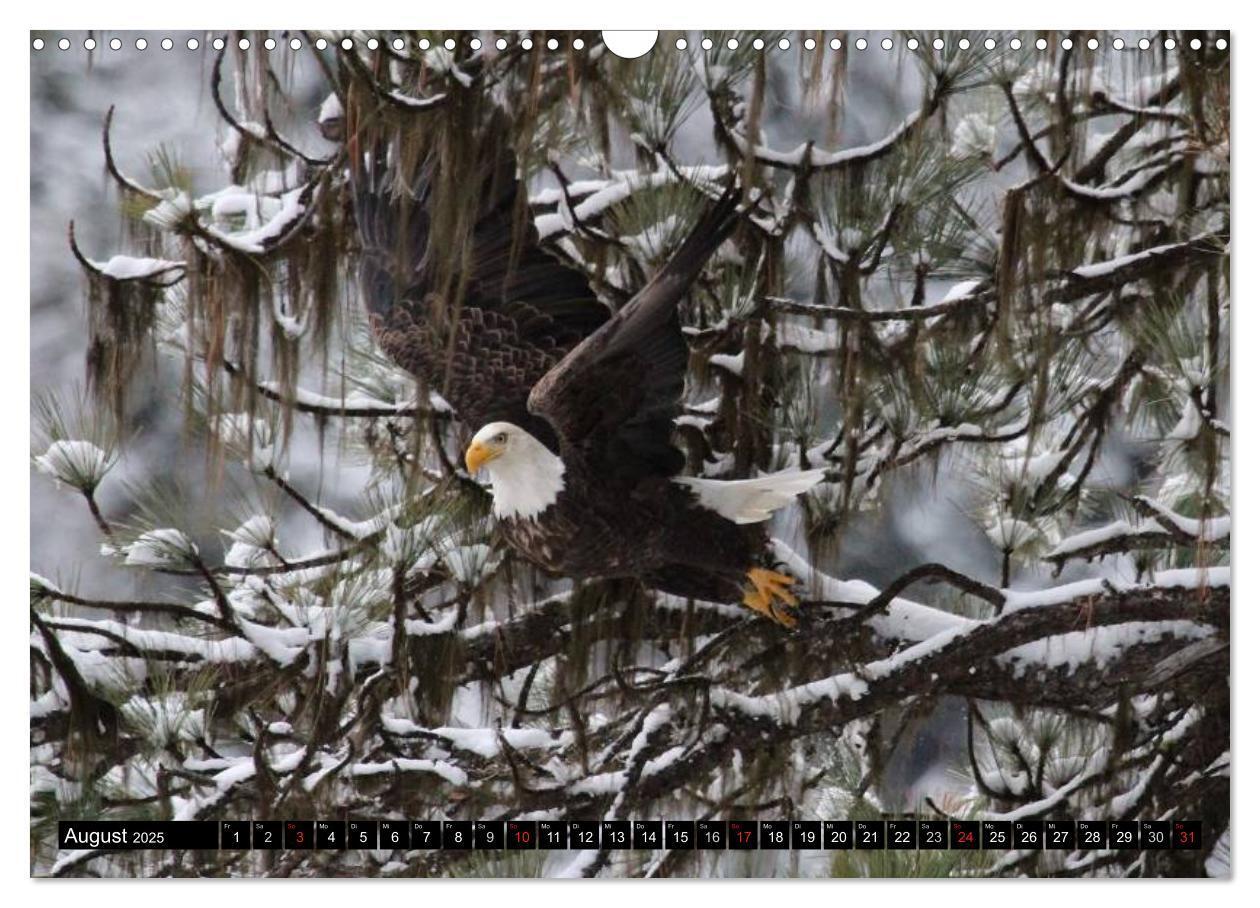 Bild: 9783435517886 | Weißkopfseeadler. Symbol der Freiheit (Wandkalender 2025 DIN A3...