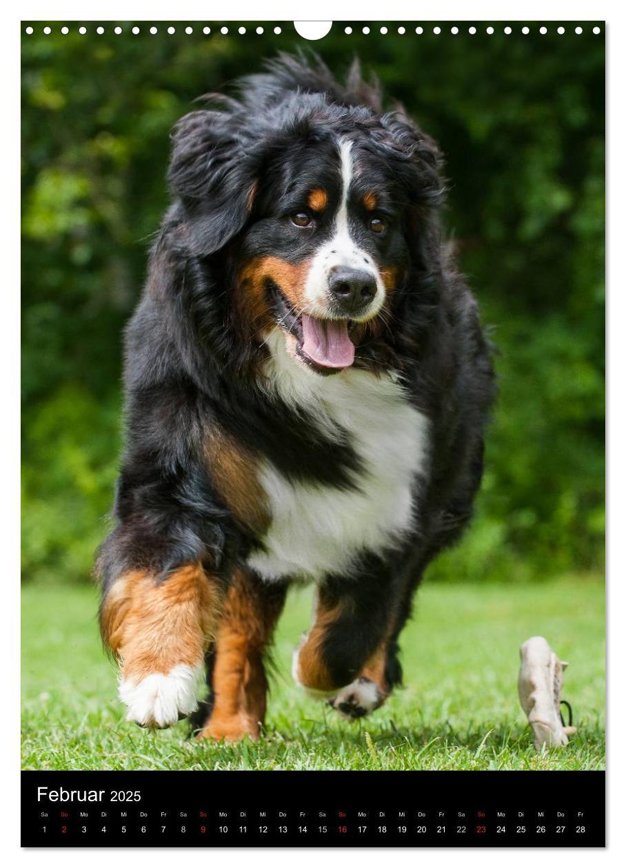 Bild: 9783457069172 | Berner Sennenhund 2025 (Wandkalender 2025 DIN A3 hoch), CALVENDO...