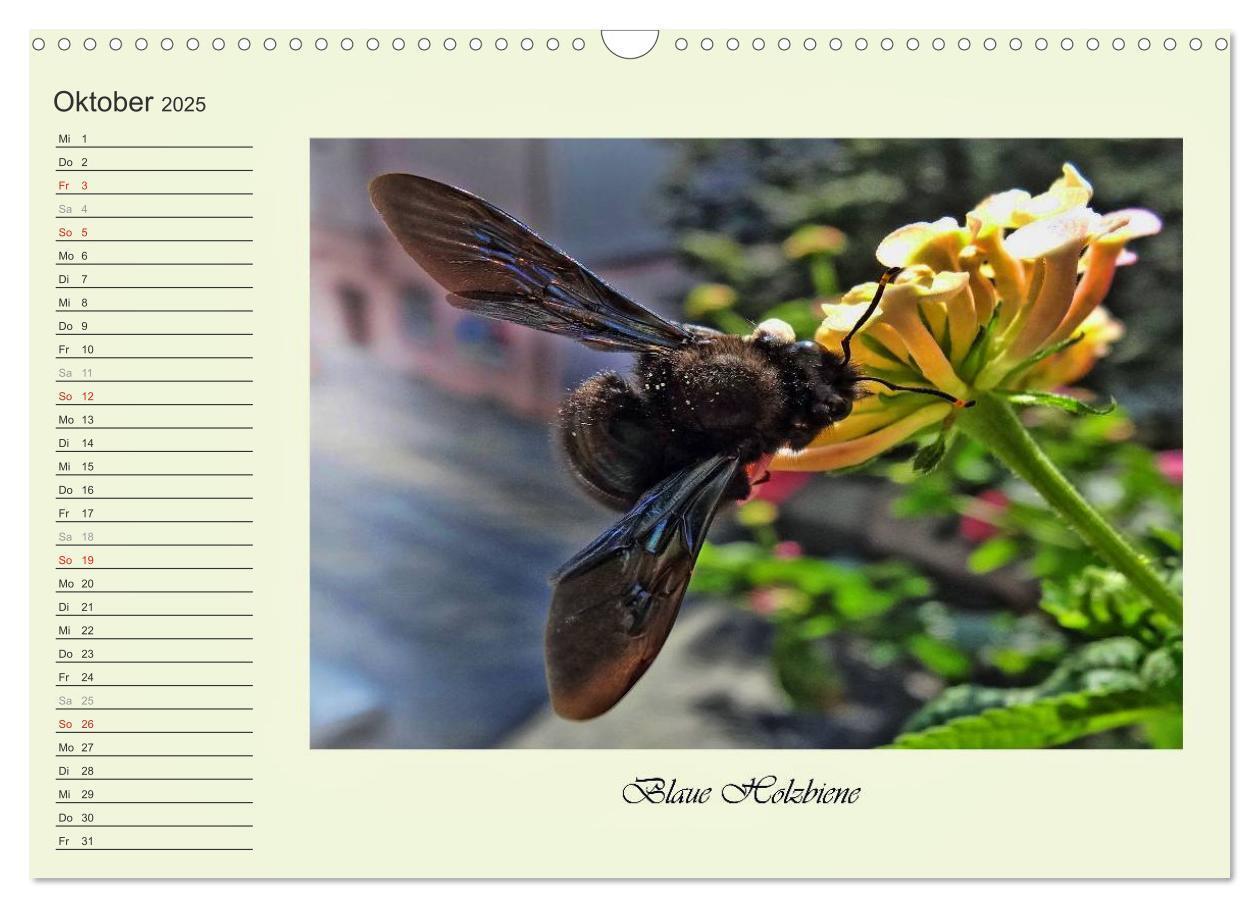 Bild: 9783435521821 | Blaue Holzbiene ¿ Hummel ¿ und Taubenschwänzchen. (Wandkalender...