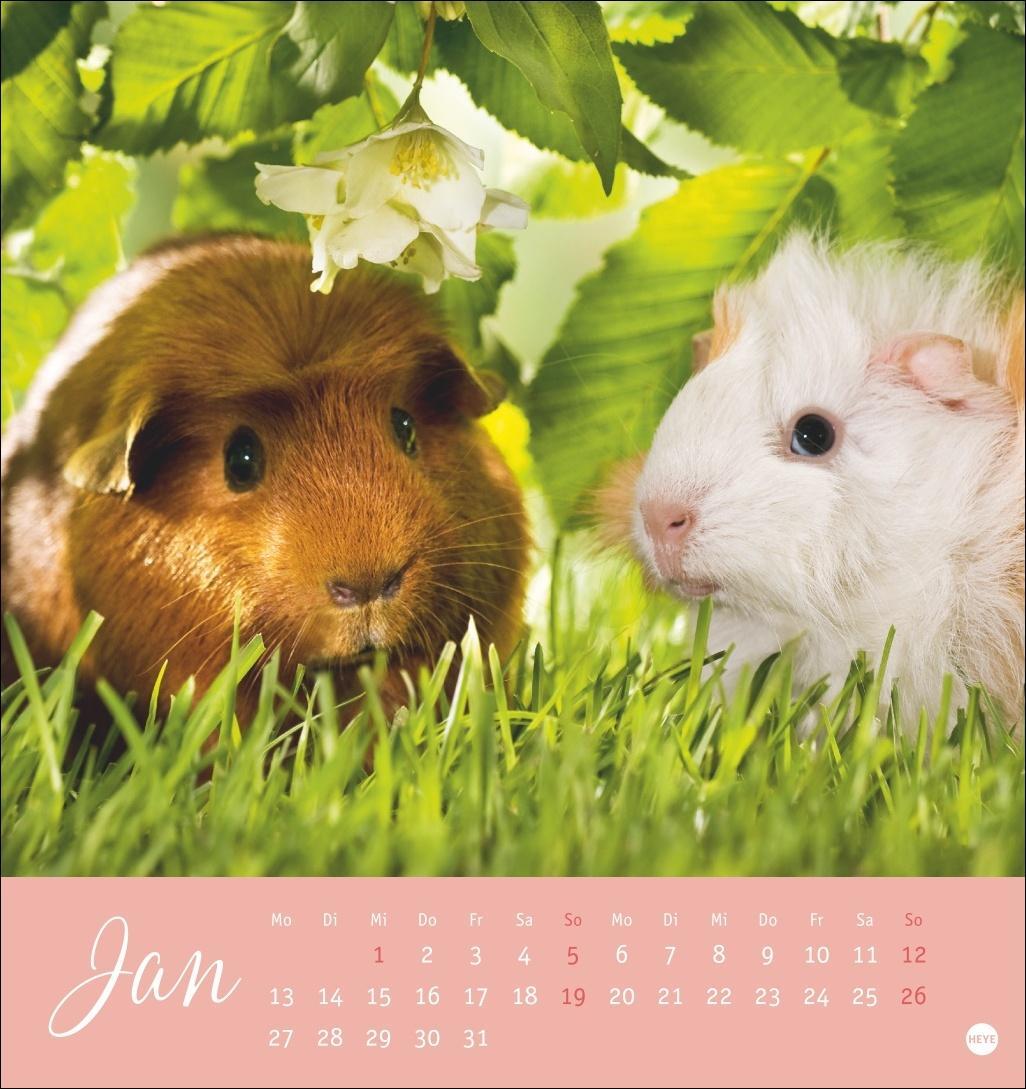 Bild: 9783756407101 | Kuschelige Meerschweinchen Postkartenkalender 2025 | Kalender | 13 S.