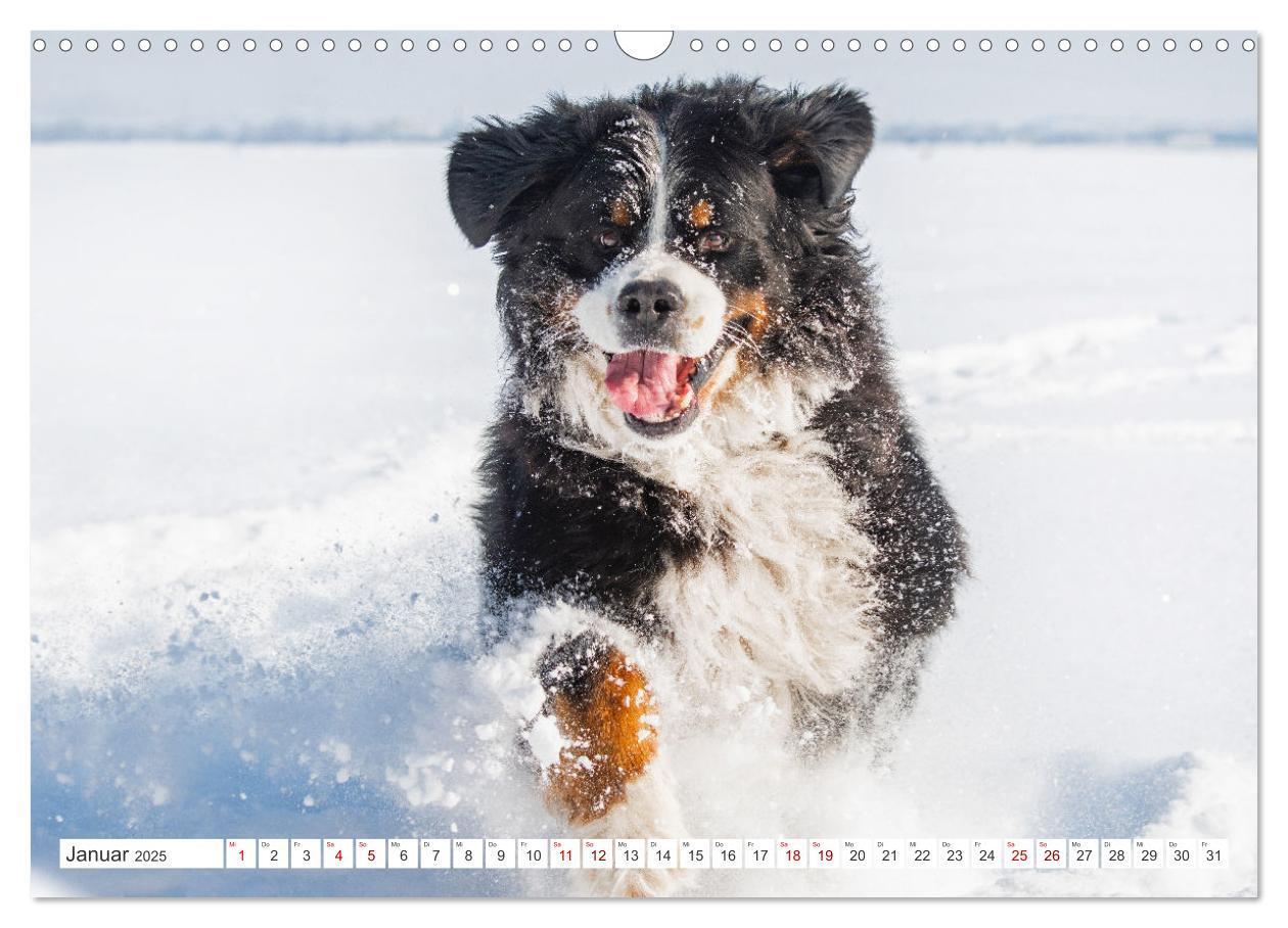 Bild: 9783383847561 | Berner Sennenhund - Ein Freund auf vier Pfoten (Wandkalender 2025...