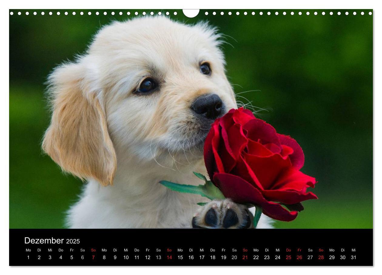 Bild: 9783435802050 | Golden Retriever - Ein Herz auf 4 Pfoten (Wandkalender 2025 DIN A3...