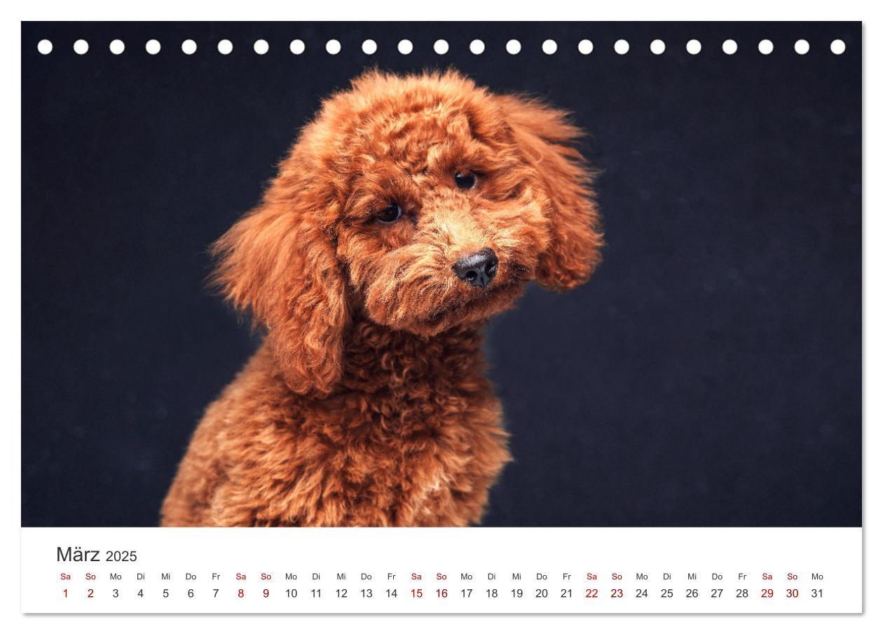 Bild: 9783383928758 | Pudel - Die flauschigen Lockenköpfe. (Tischkalender 2025 DIN A5...