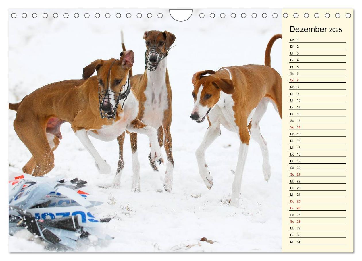 Bild: 9783435541652 | Windhund der Wüste - Der Azawakh (Wandkalender 2025 DIN A4 quer),...