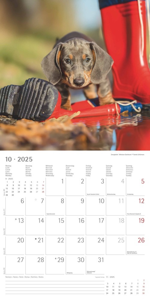 Bild: 4251732340667 | Alpha Edition - Welpen 2025 Broschürenkalender, 30x30cm,...