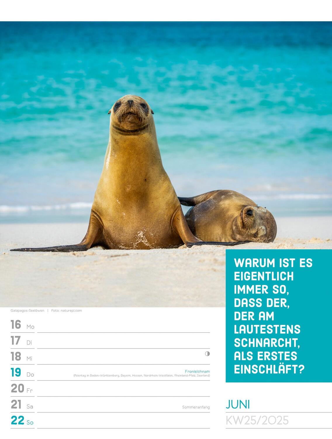 Bild: 9783838425962 | Tierisch! Sprüchekalender - Wochenplaner Kalender 2025 | Kunstverlag