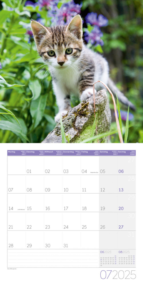 Bild: 9783838445205 | Katzen Kalender 2025 - 30x30 | Ackermann Kunstverlag | Kalender | 2025