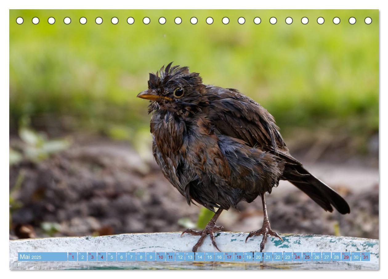 Bild: 9783435022748 | Amsel - Schwarzdrossel fotografiert von Ostfriesenfotografie...