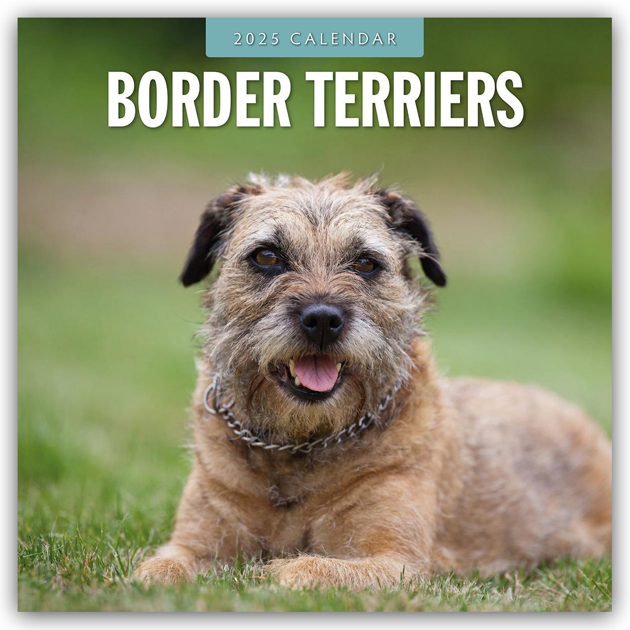 Cover: 9781804424346 | Border Terriers - Border Terrier 2025 - 16-Monatskalender | Robin Red