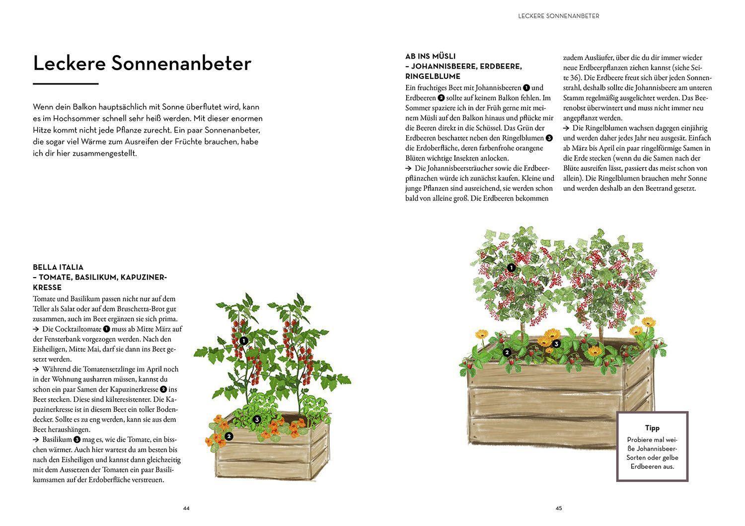 Bild: 9783440174852 | Mein Balkon-Hochbeet | Große Ernte auf kleinem Raum | Trauer | Buch