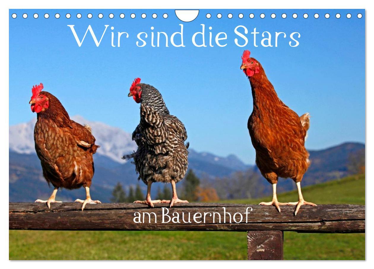 Cover: 9783435493708 | Wir sind die Stars am Bauernhof (Wandkalender 2025 DIN A4 quer),...