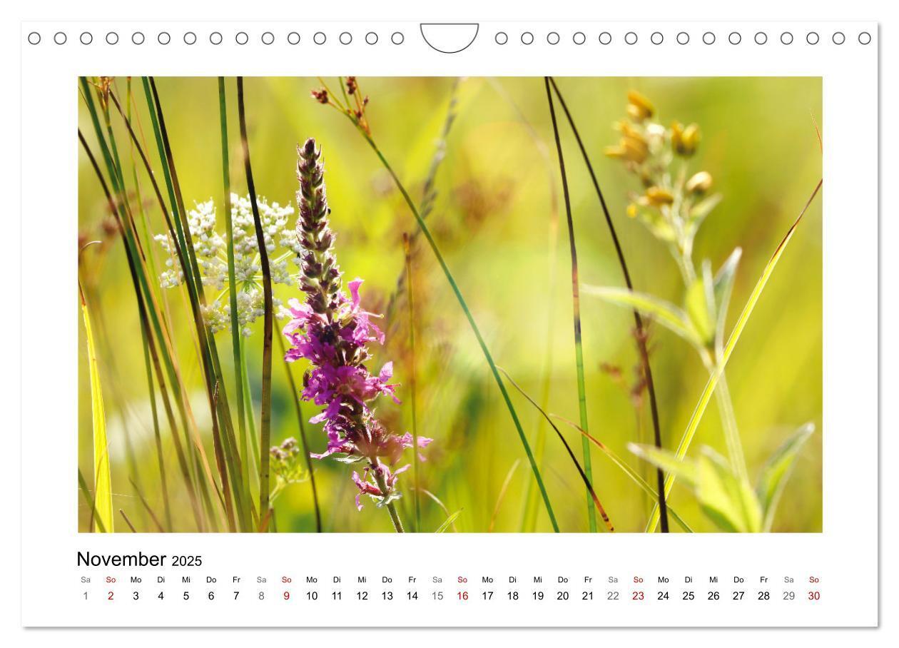 Bild: 9783435078158 | Mein Sehnsuchtsort, die Blumenwiese (Wandkalender 2025 DIN A4...