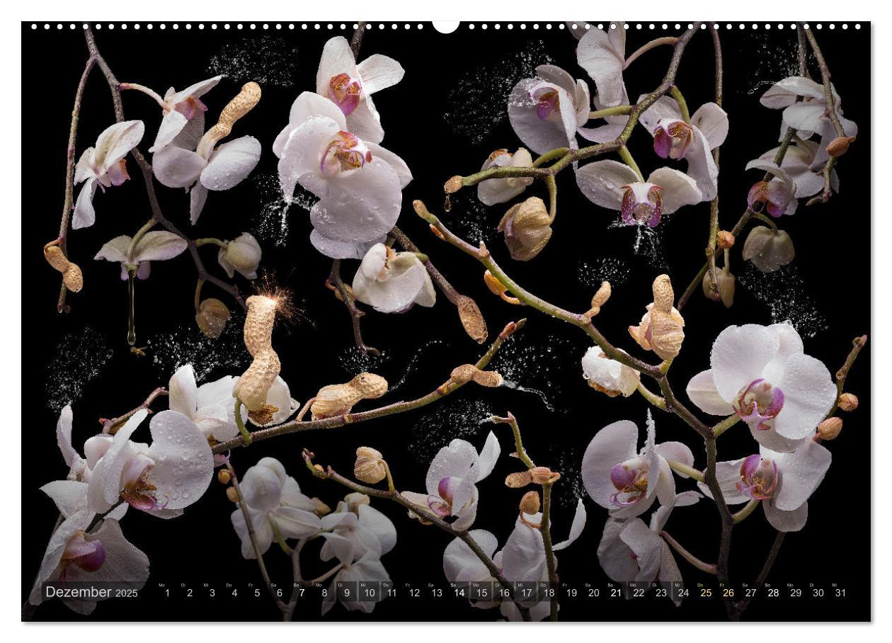 Bild: 9783383853258 | Orchidea (Wandkalender 2025 DIN A2 quer), CALVENDO Monatskalender