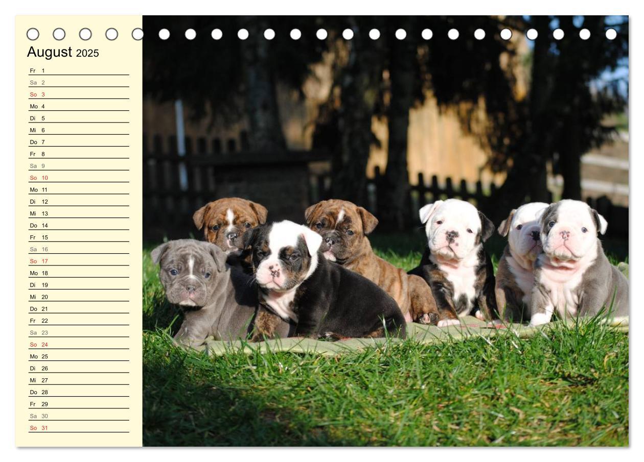 Bild: 9783435533497 | Bulldoggen-Moppelchen (Tischkalender 2025 DIN A5 quer), CALVENDO...