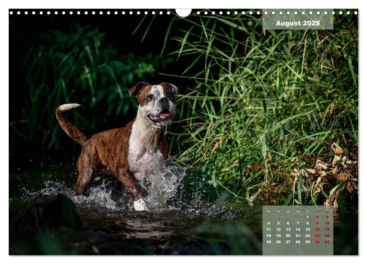 Bild: 9783435110667 | Boxer Frech und fröhlich durch das Jahr (Wandkalender 2025 DIN A3...