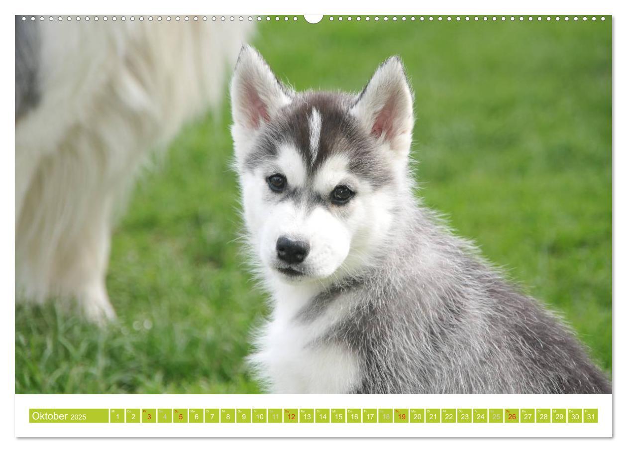 Bild: 9783435746705 | Siberian Husky - der Urtyp (hochwertiger Premium Wandkalender 2025...