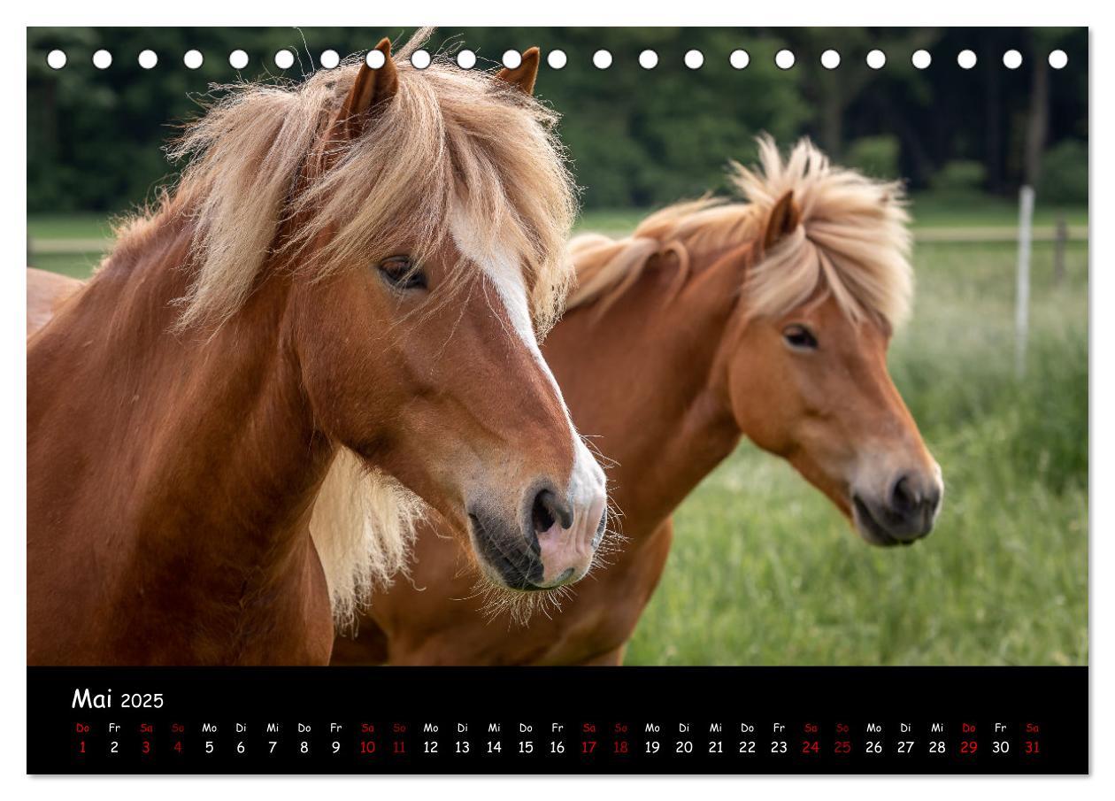 Bild: 9783435046331 | Charakterstarke Islandpferde (Tischkalender 2025 DIN A5 quer),...