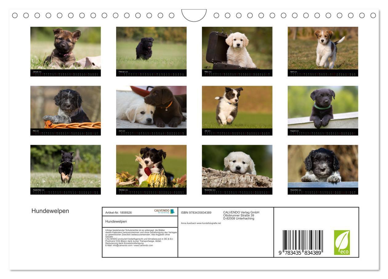 Bild: 9783435834389 | Hundewelpen (Wandkalender 2025 DIN A4 quer), CALVENDO Monatskalender