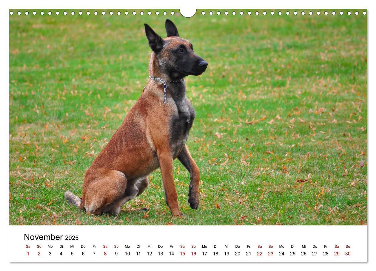 Bild: 9783435340019 | Malinois - Wahnsinn auf vier Pfoten (Wandkalender 2025 DIN A3...