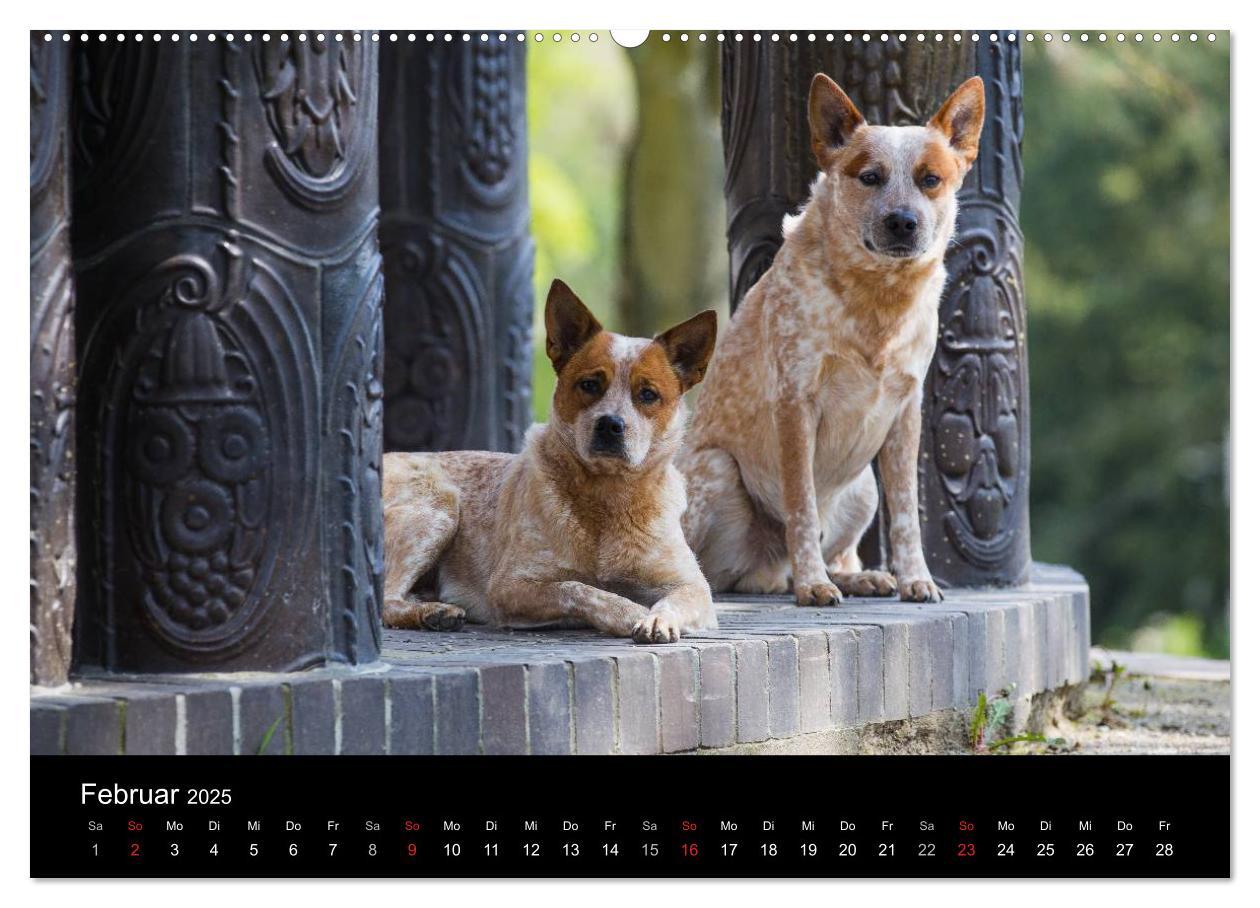 Bild: 9783435462902 | Australian Cattle Dogs zwischen Kunst und Kultur (Wandkalender 2025...