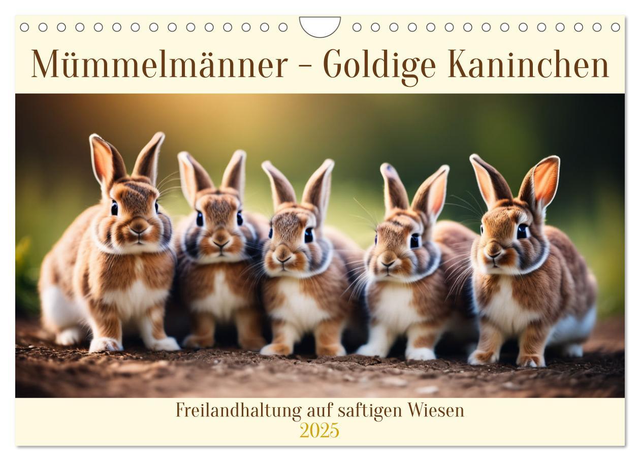 Cover: 9783457144732 | Mümmelmänner - Goldige Kaninchen (Wandkalender 2025 DIN A4 quer),...