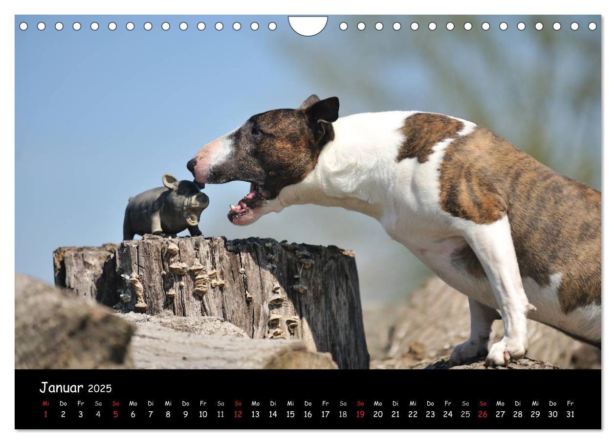 Bild: 9783435587230 | Bullterrier? Was sonst! (Wandkalender 2025 DIN A4 quer), CALVENDO...