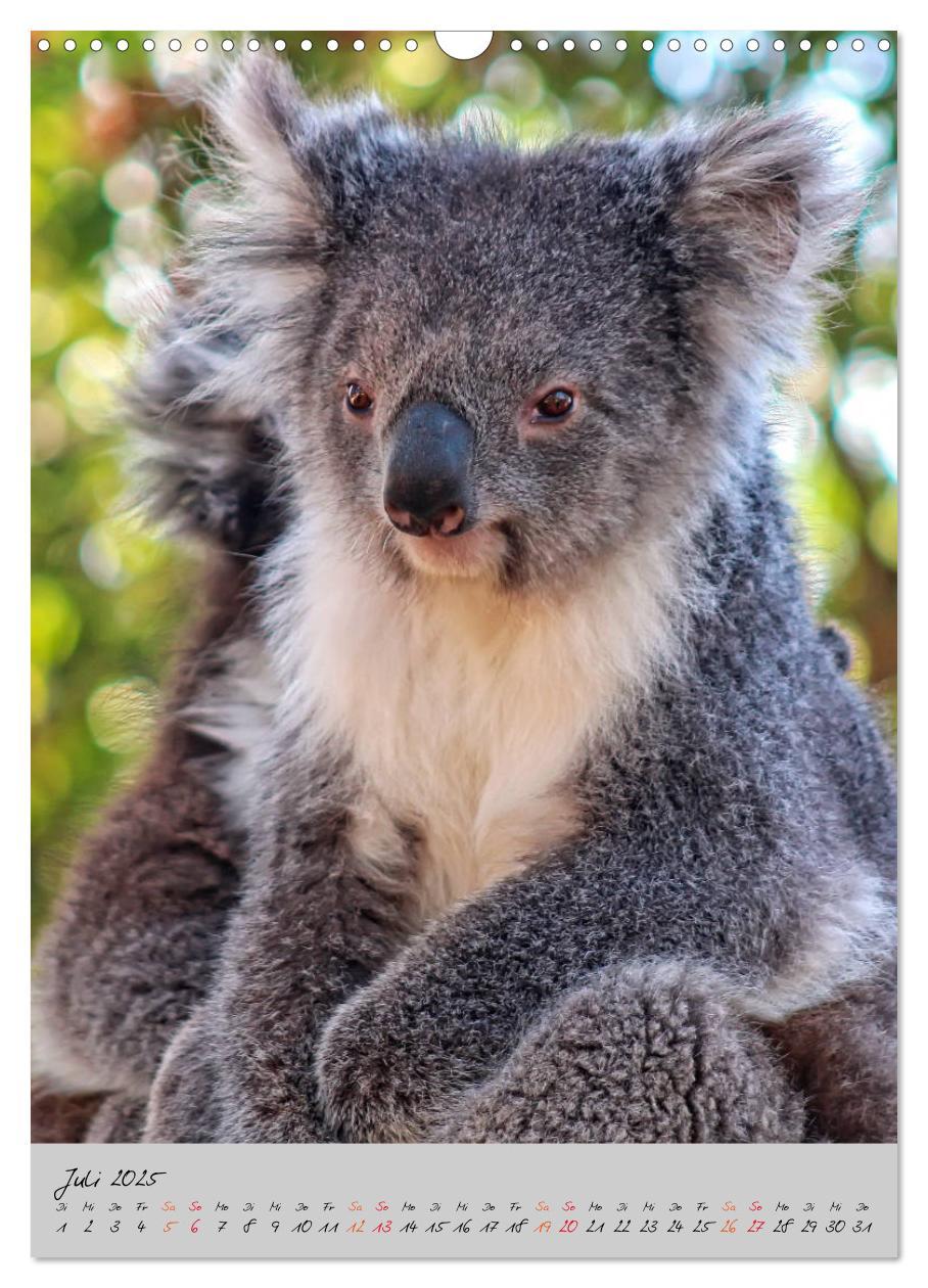 Bild: 9783435950249 | Koala, kleiner Bär (Wandkalender 2025 DIN A3 hoch), CALVENDO...