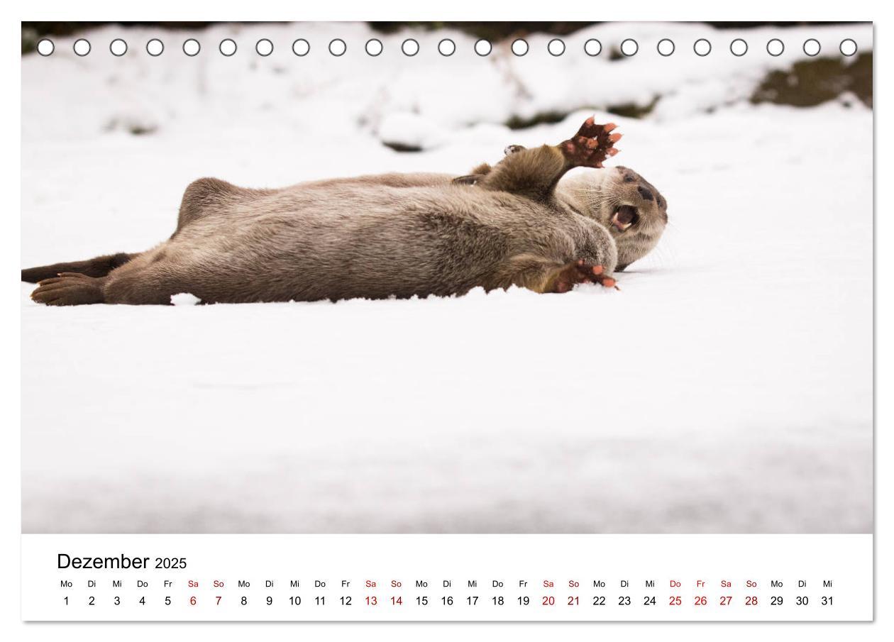 Bild: 9783435372102 | Otter - Jäger an Flüssen und Seen (Tischkalender 2025 DIN A5 quer),...