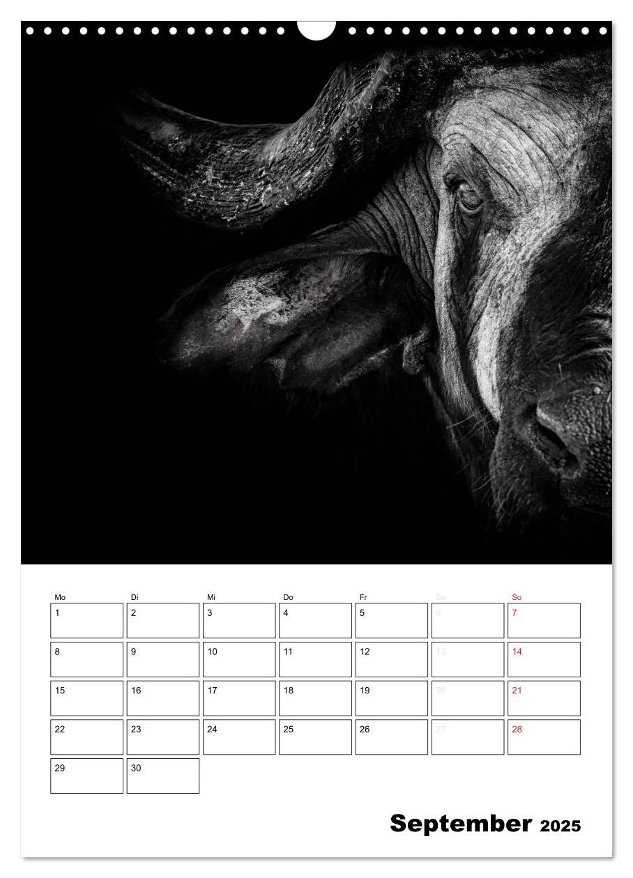 Bild: 9783457013199 | Charakterköpfe aus der Welt der Tiere (Wandkalender 2025 DIN A3...