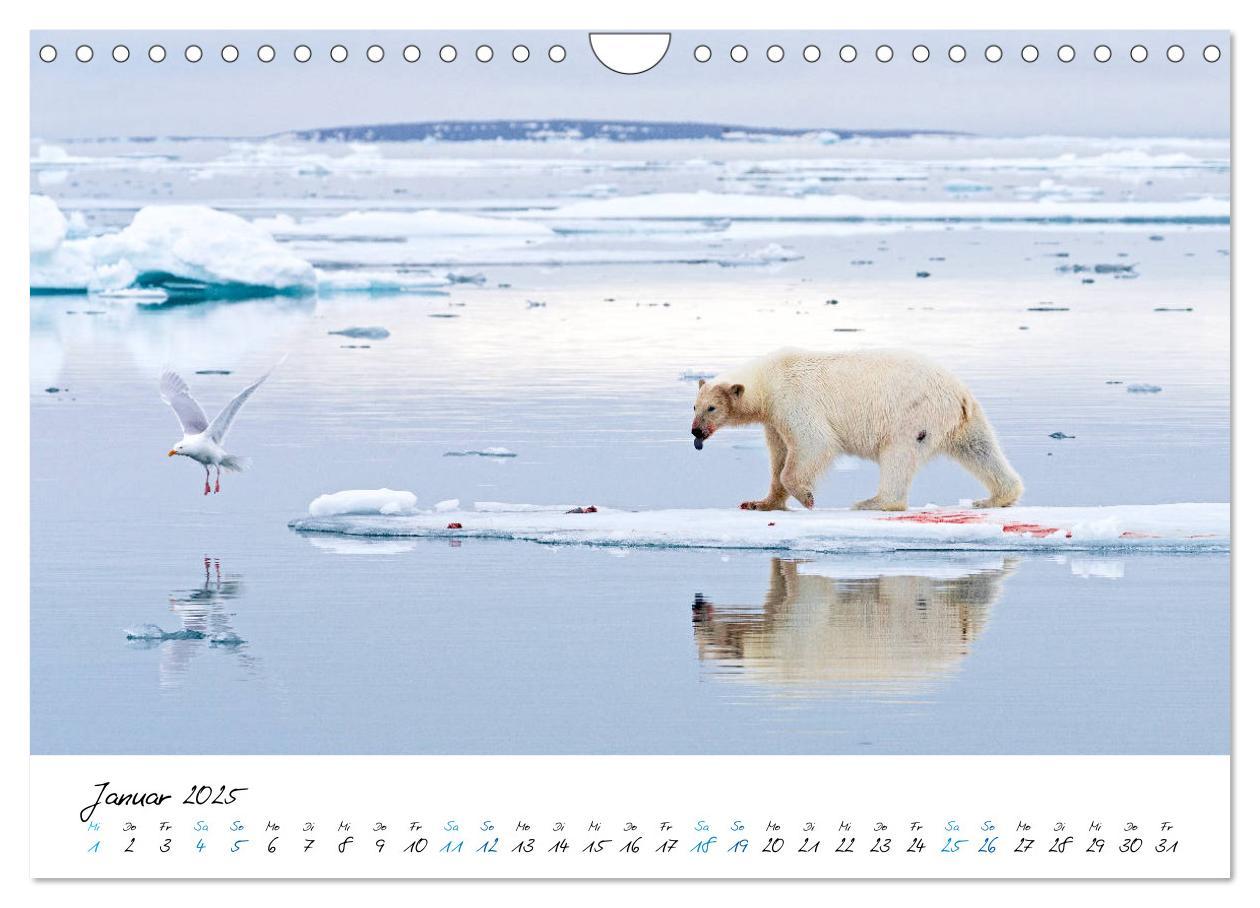 Bild: 9783435182633 | 78° Nord - Arktische Momente in Svalbard (Wandkalender 2025 DIN A4...