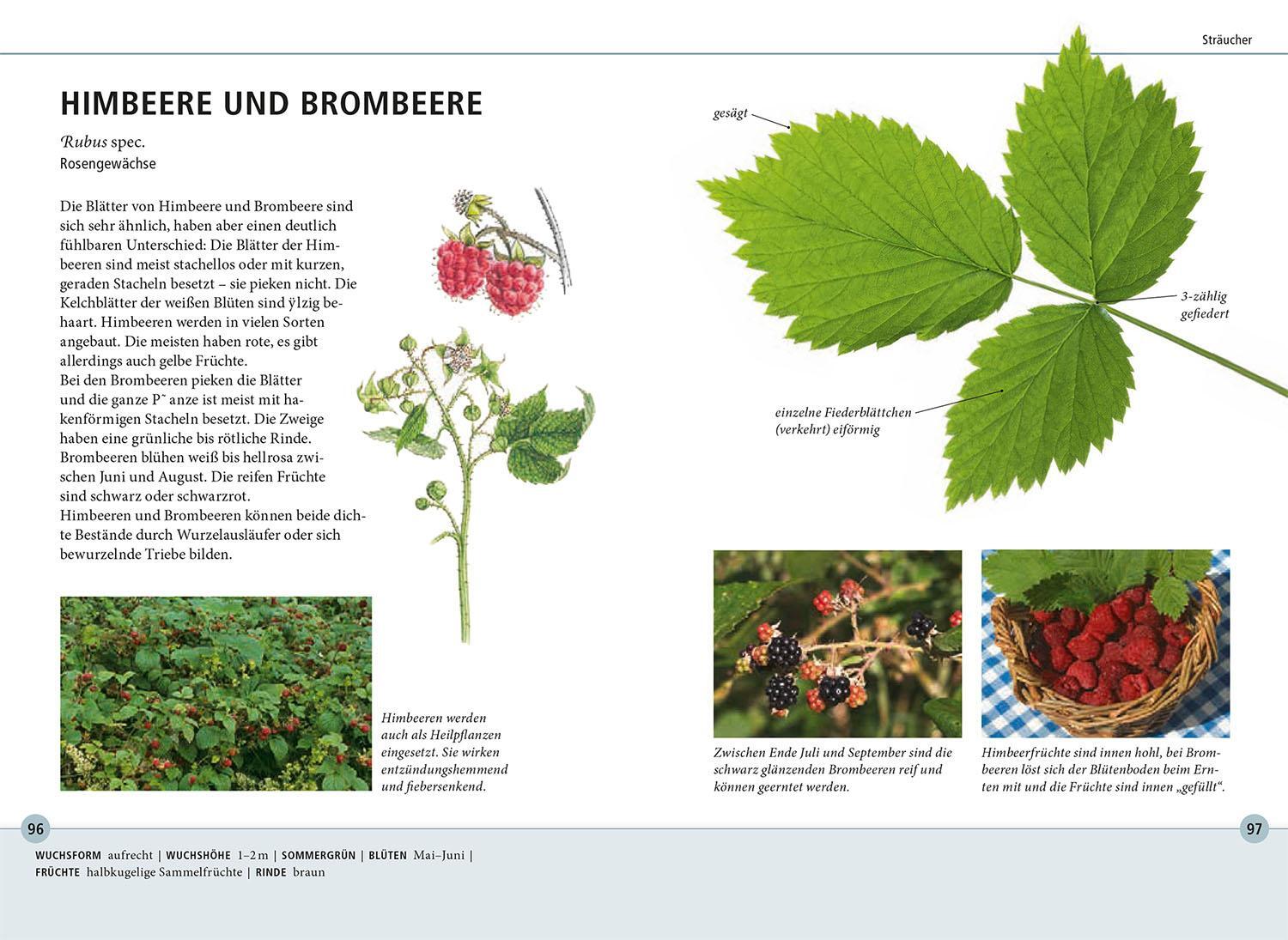 Bild: 9783440179802 | Bäume am Blatt erkennen - 78 Laub- und Nadelgehölze. Blätter in...