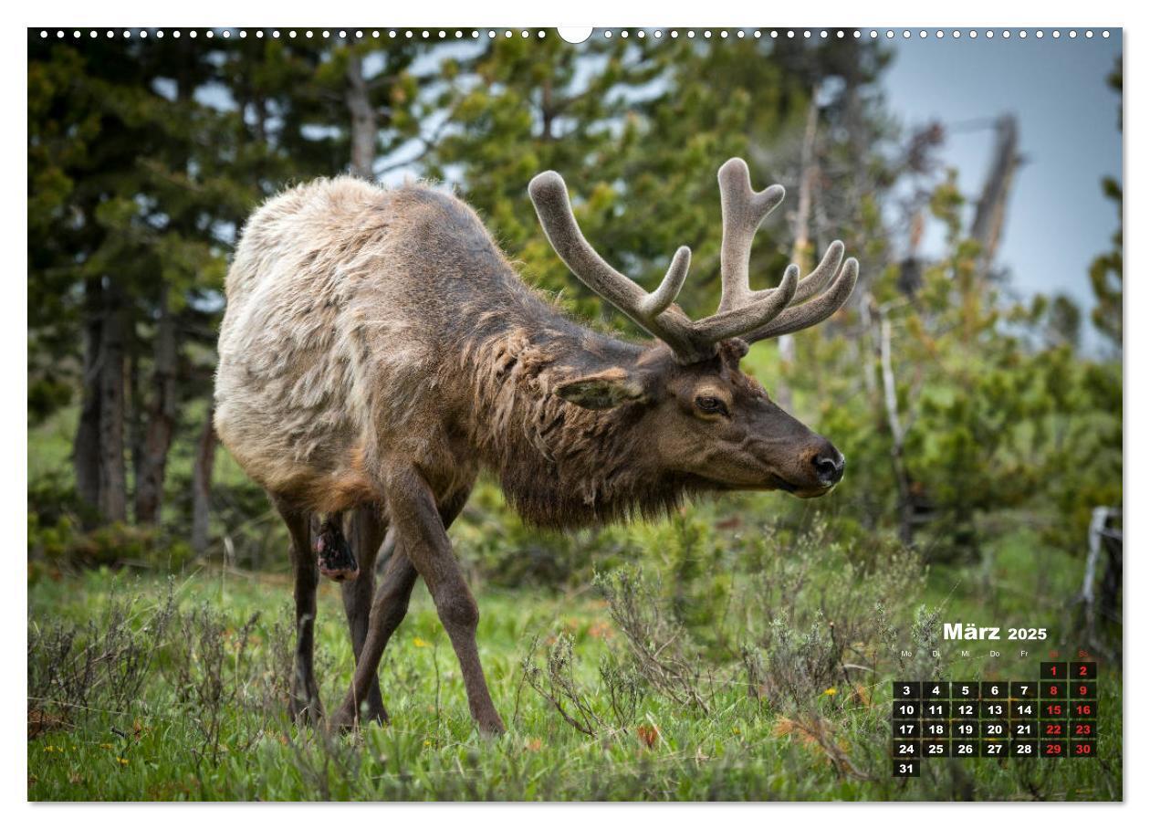 Bild: 9783435100040 | American Wildlife (hochwertiger Premium Wandkalender 2025 DIN A2...