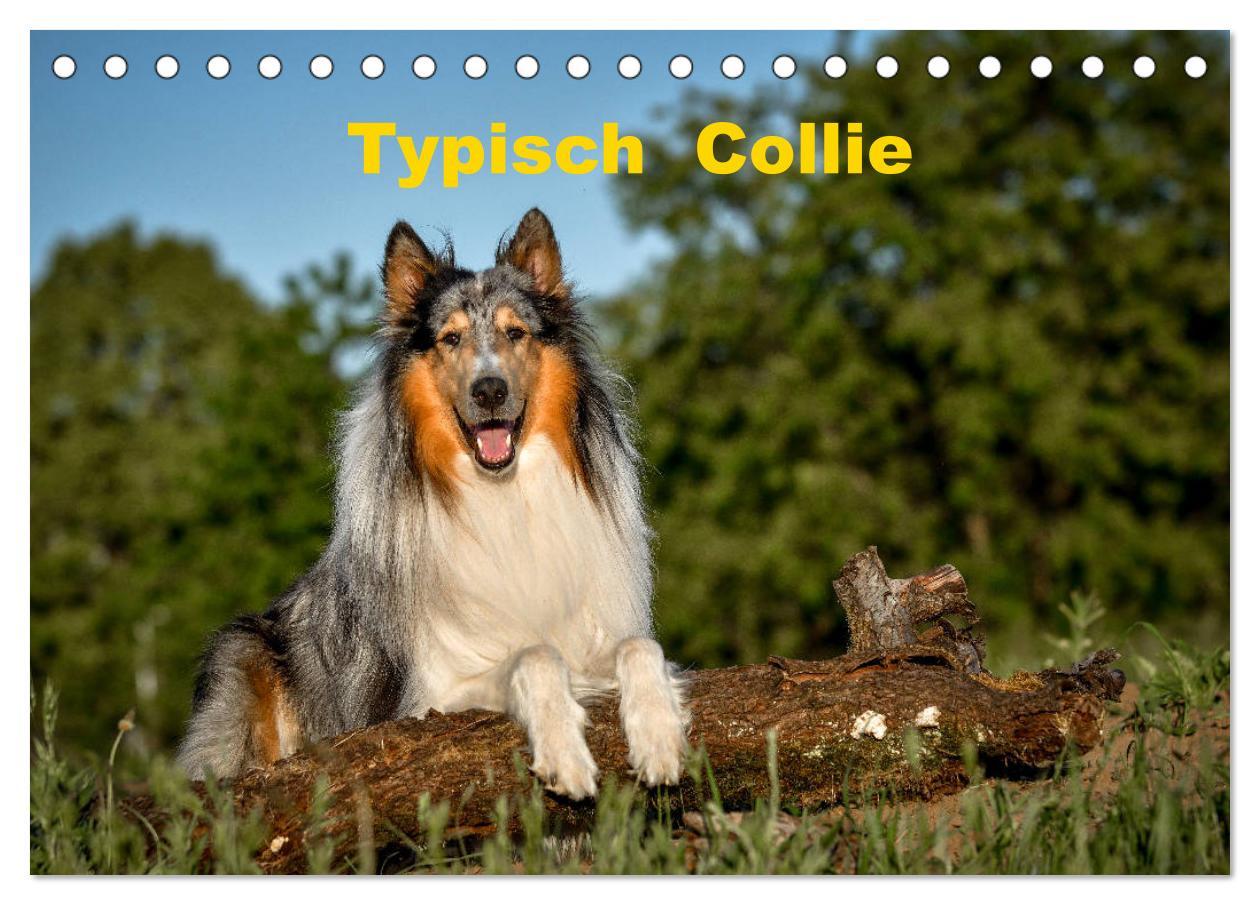 Cover: 9783435110179 | Typisch Collie (Tischkalender 2025 DIN A5 quer), CALVENDO...