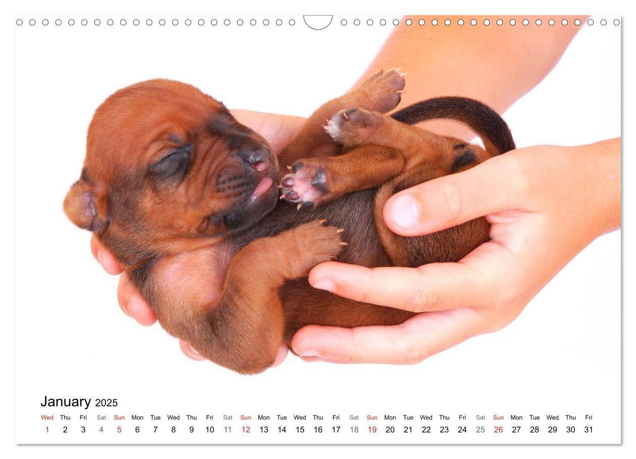 Bild: 9781325960538 | Rhodesian Ridgeback Puppies (Wall Calendar 2025 DIN A3 landscape),...