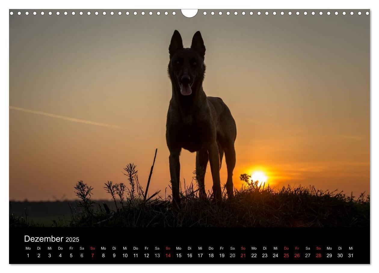 Bild: 9783435638697 | Belgische Schäferhunde - Der Malinois im Licht (Wandkalender 2025...