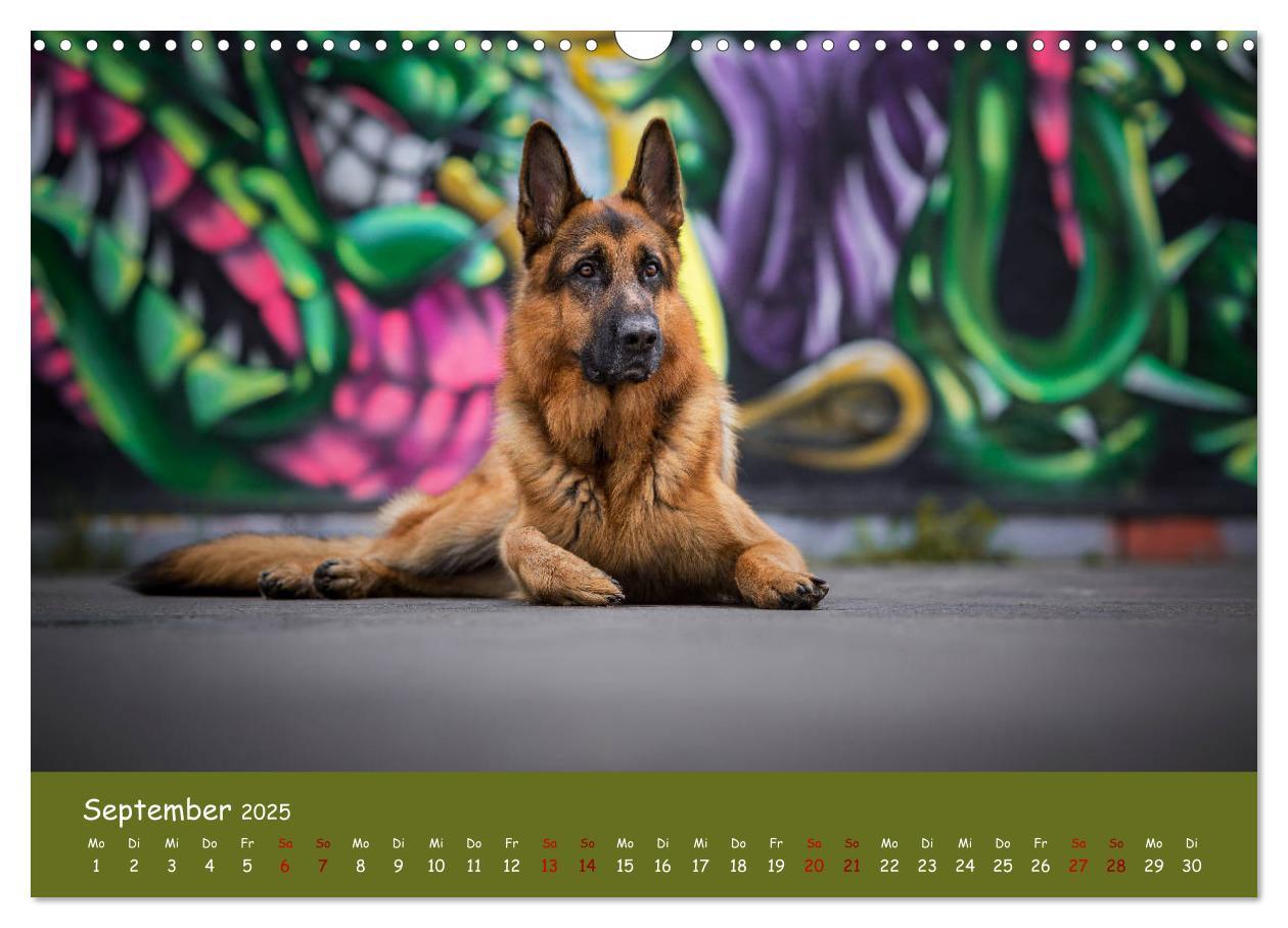 Bild: 9783435350988 | Schäferhunde und Ihre Vielfalt (Wandkalender 2025 DIN A3 quer),...