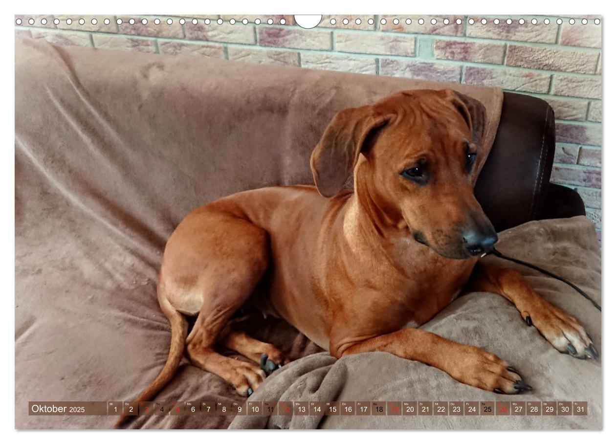 Bild: 9783435264797 | Rhodesian Ridgeback Augen-Blicke (Wandkalender 2025 DIN A3 quer),...