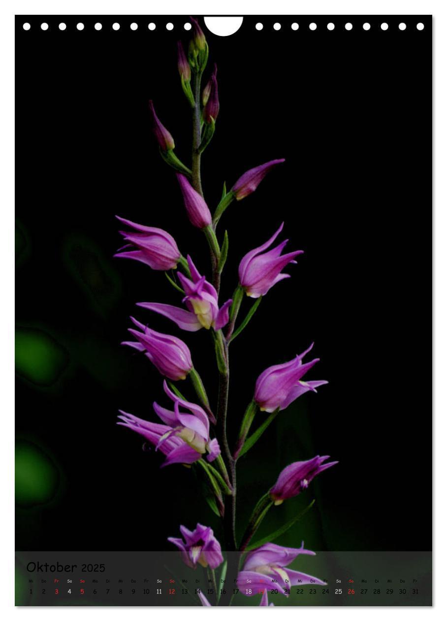 Bild: 9783457007082 | Juwelen der Natur - Ein Orchideensommer (Wandkalender 2025 DIN A4...