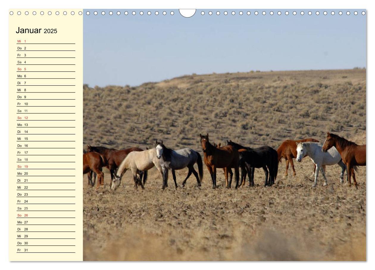 Bild: 9783435529353 | Wilde Pferde. Mustangs in USA (Wandkalender 2025 DIN A3 quer),...