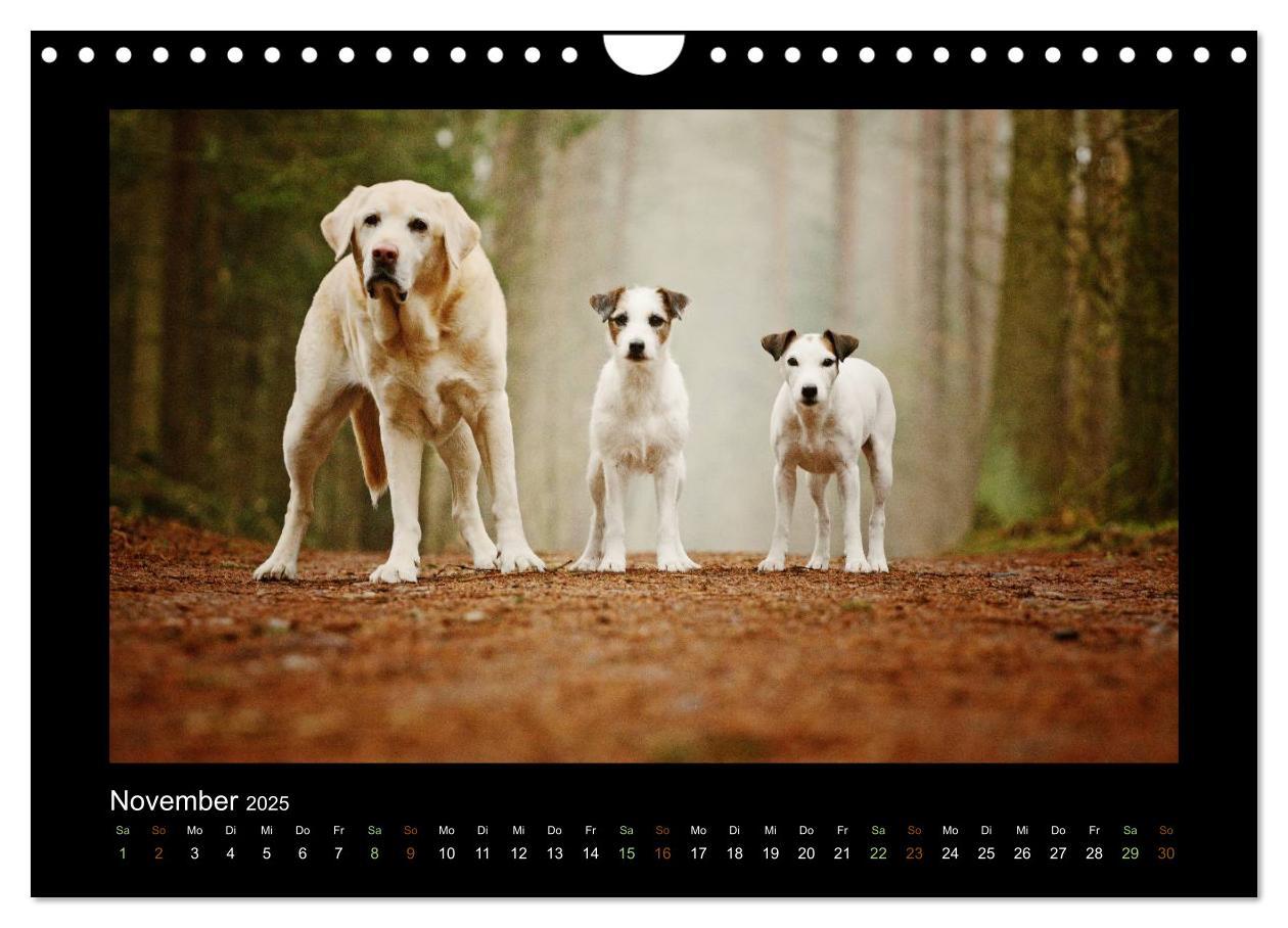 Bild: 9783435641529 | Die Parsons (Wandkalender 2025 DIN A4 quer), CALVENDO Monatskalender