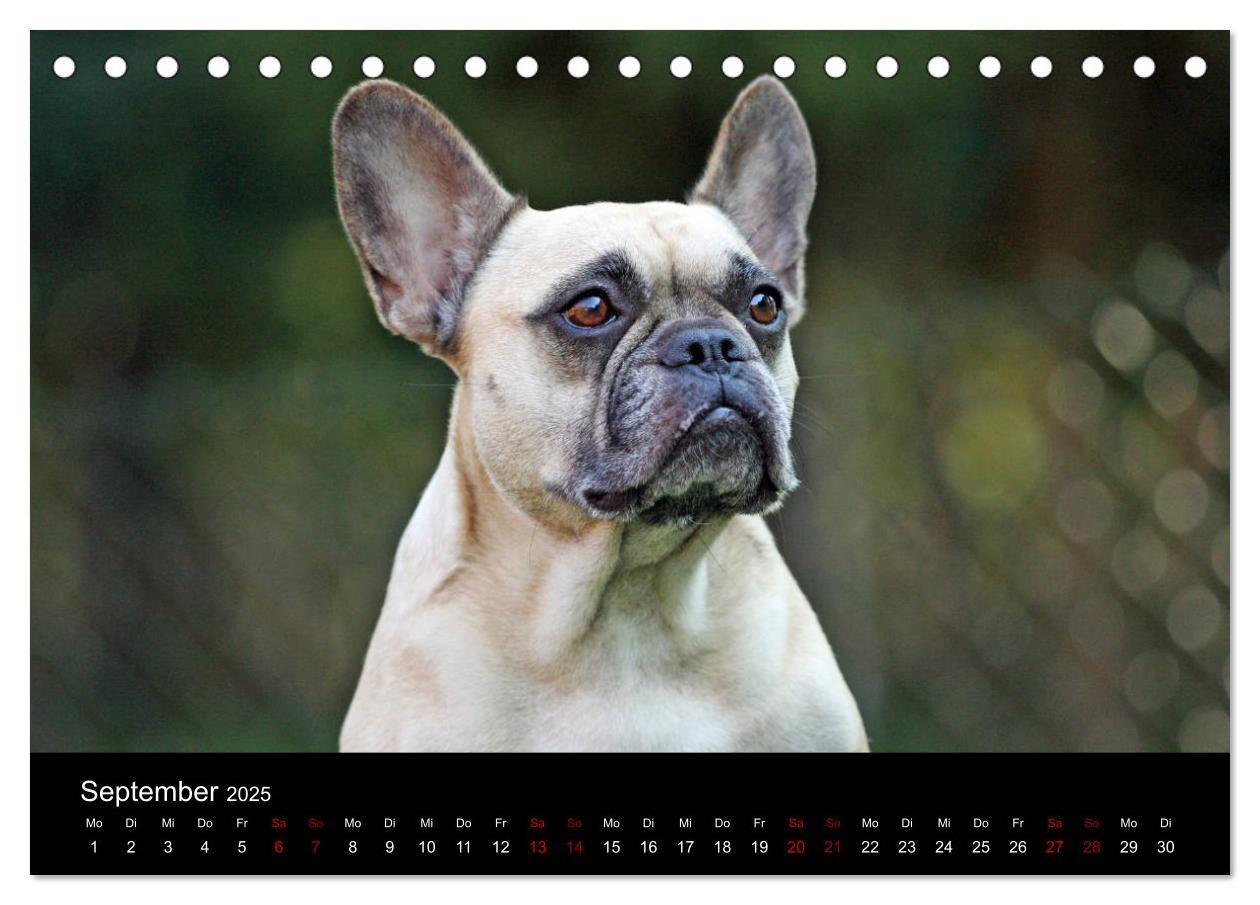 Bild: 9783435370573 | Französische Bulldoggen - Schutzengel auf 4 Pfoten (Tischkalender...