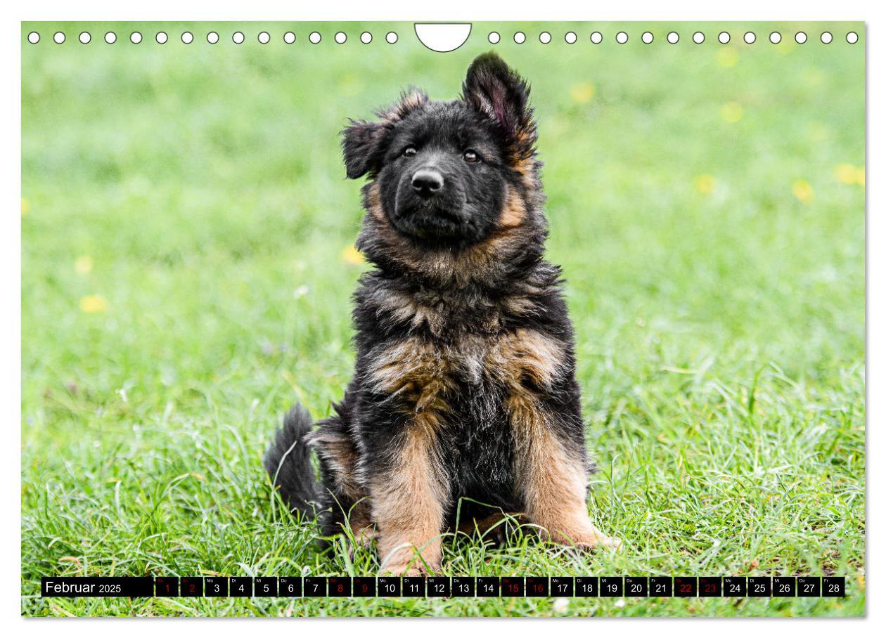 Bild: 9783383860904 | Langstockhaar - Schäferhund - Babys (Wandkalender 2025 DIN A4...