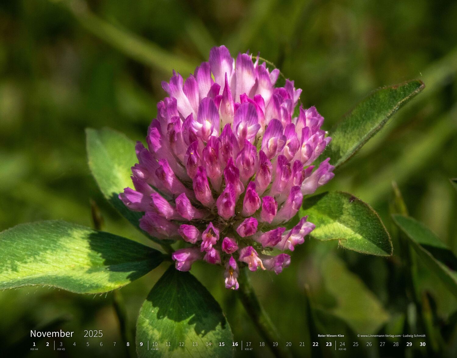 Bild: 9783862923403 | Wildblumen 2025 Großformat-Kalender 58 x 45,5 cm | Wildflowers 2025