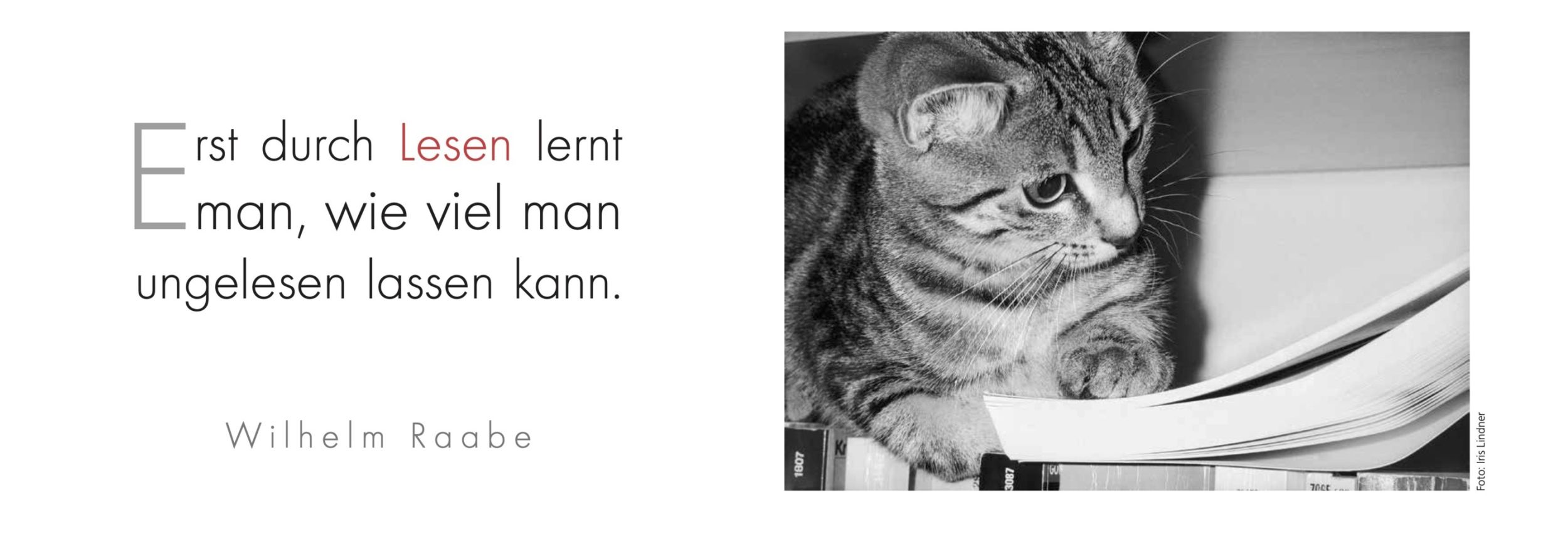 Bild: 9783895617218 | Der literarische Katzen Wochenplaner 2025 | Julia Bachstein | Kalender