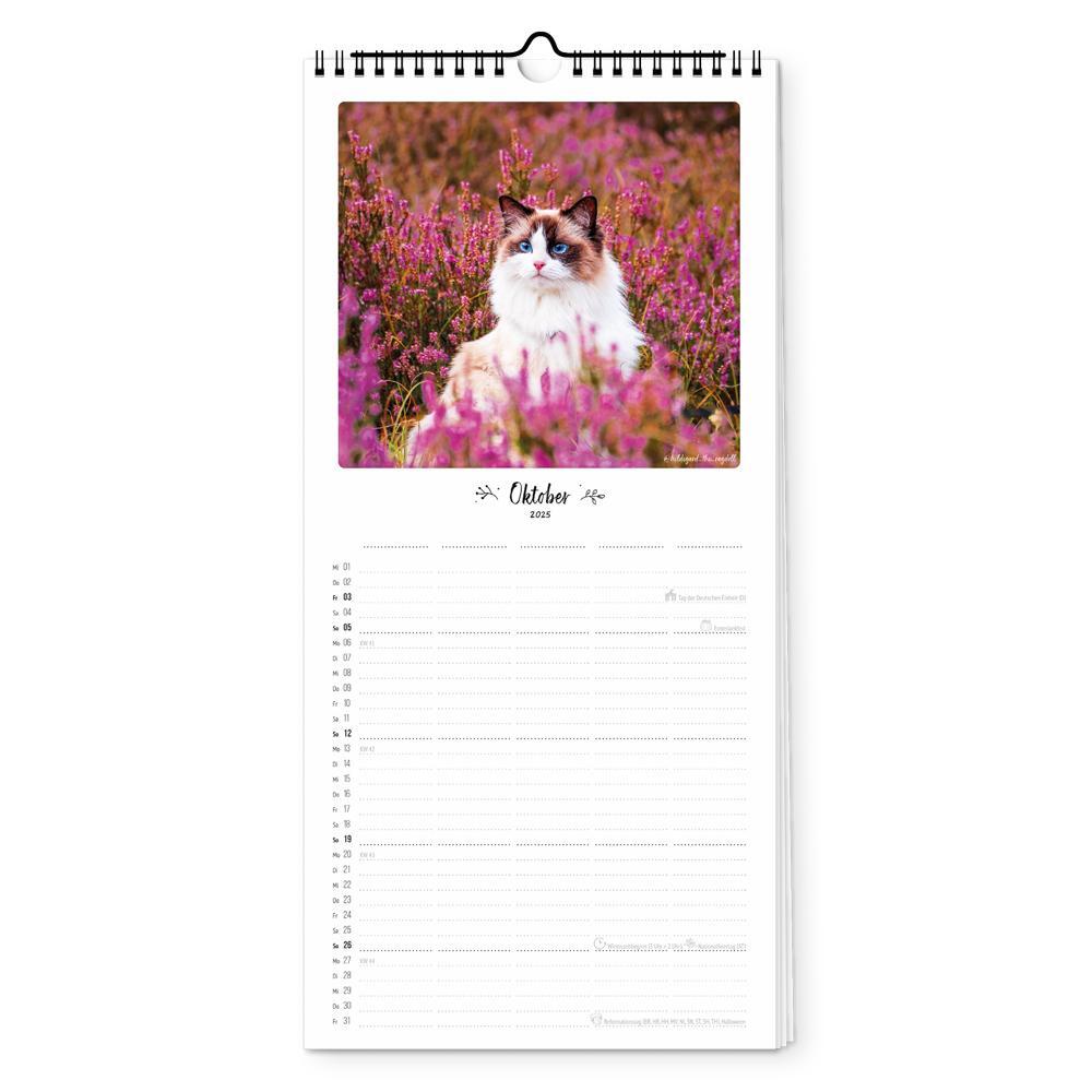 Bild: 4251781179454 | Familienplaner 2025 - Katz &amp; Kater | 5 Spalten | Pickmotion | Kalender