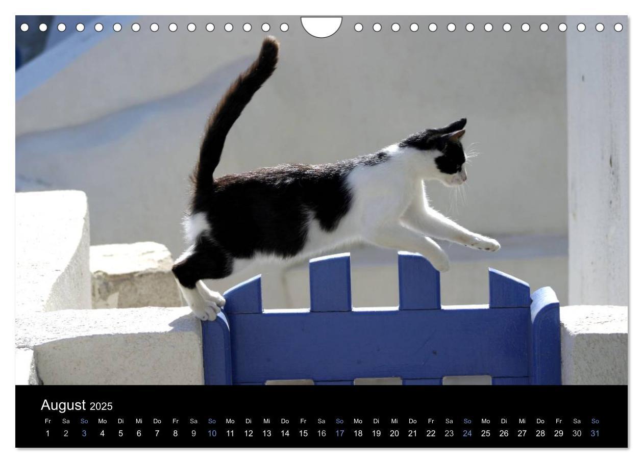 Bild: 9783435684069 | Katzensprung (Wandkalender 2025 DIN A4 quer), CALVENDO Monatskalender