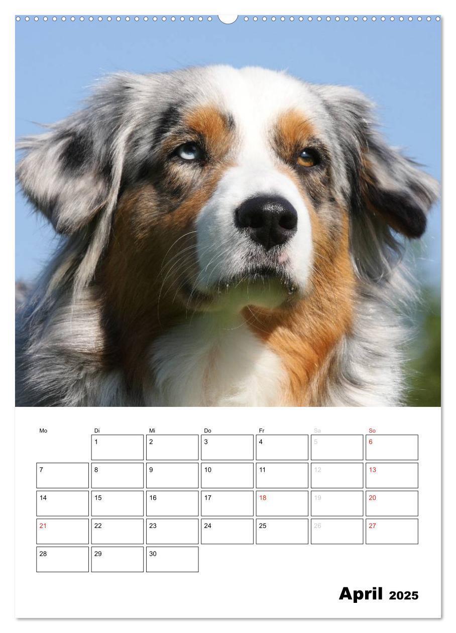 Bild: 9783457079805 | Australian Shepherd (Wandkalender 2025 DIN A2 hoch), CALVENDO...