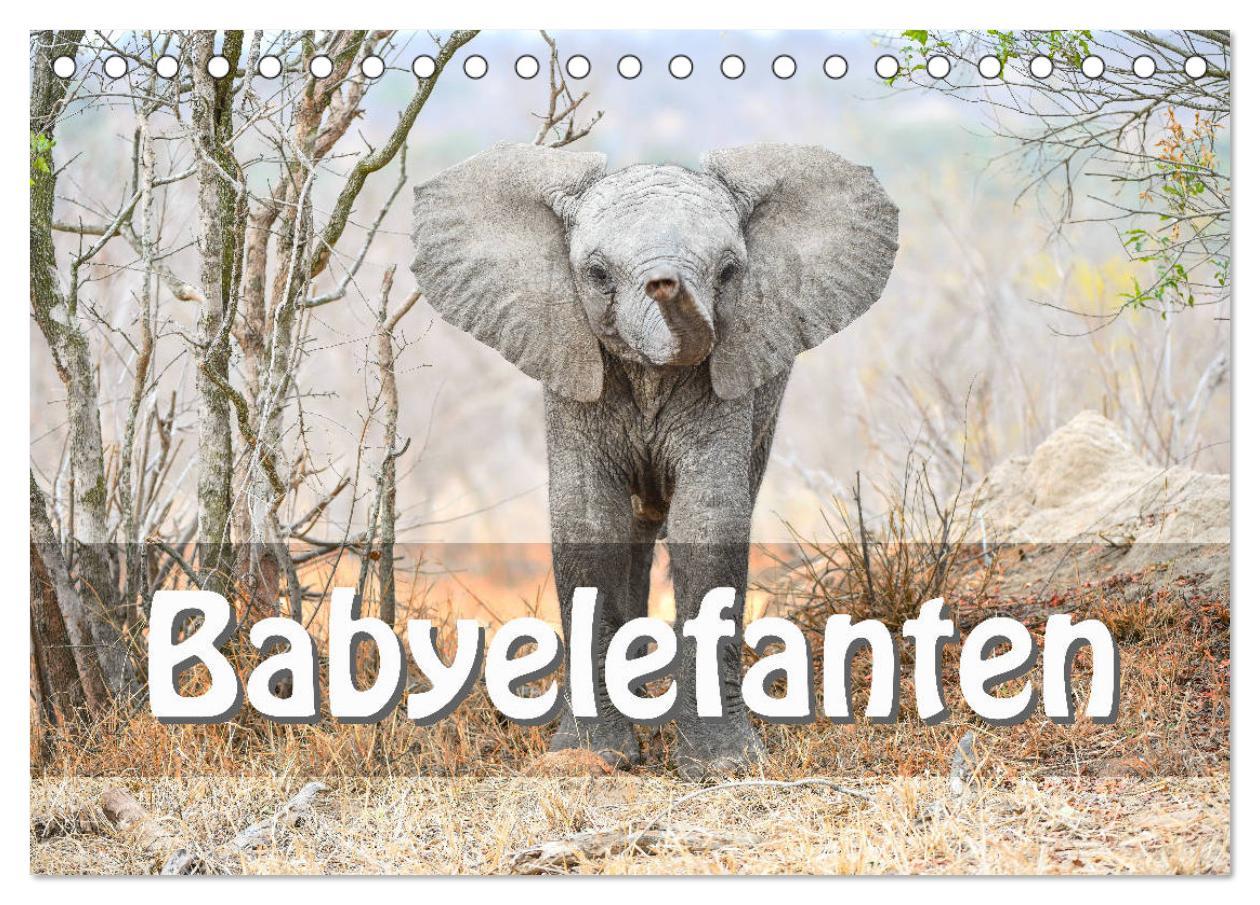 Cover: 9783435246557 | Babyelefanten (Tischkalender 2025 DIN A5 quer), CALVENDO...